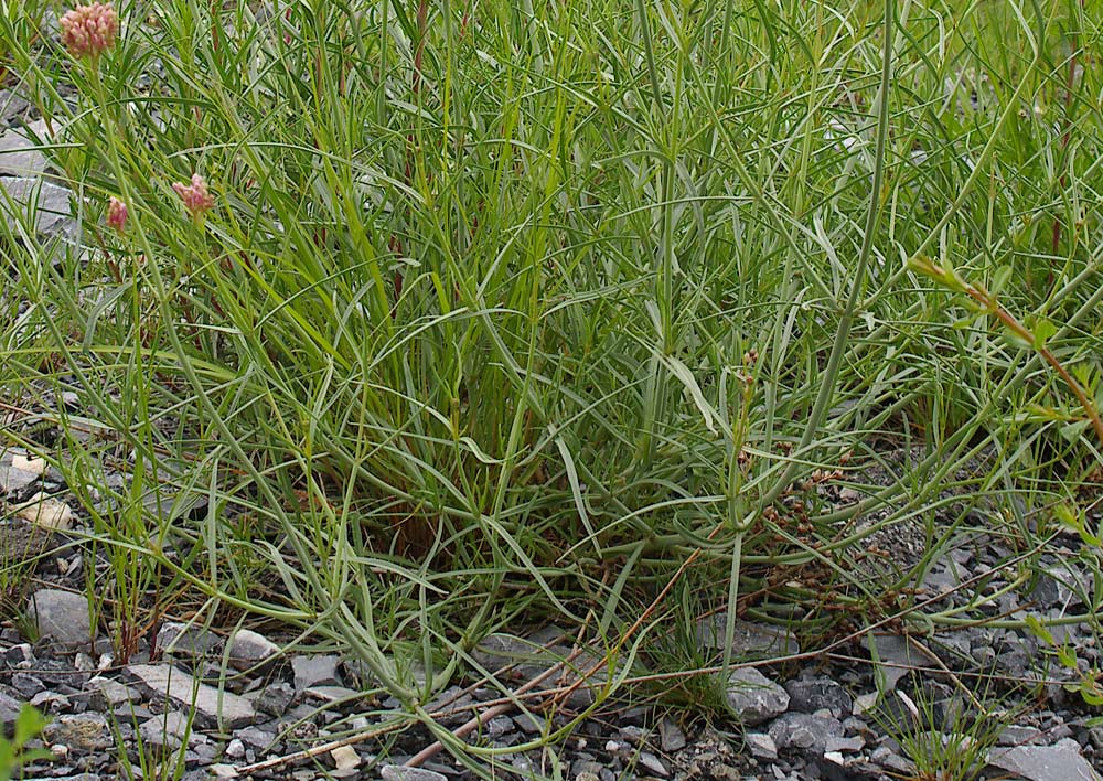 Centranthus angustifolius / Camarezza a foglia sottile